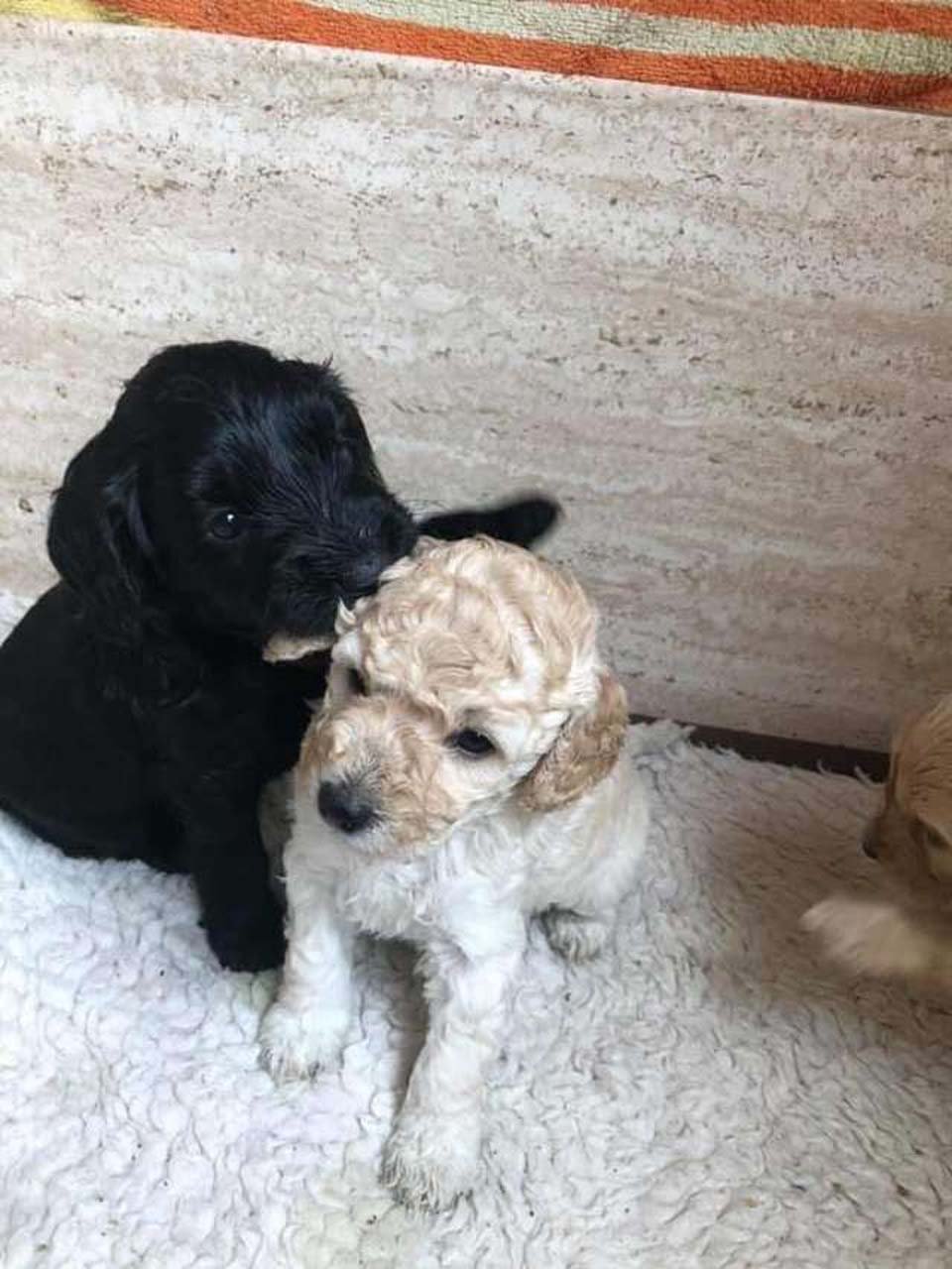 Hermanos cachorros
