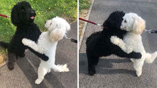 Hermanos caninos se encuentran se reconocen de inmediato