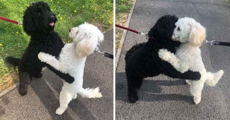 Hermanos caninos se encuentran se reconocen de inmediato