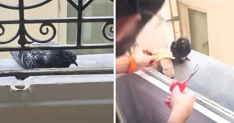 Hombre pasa semanas ganándose la confianza de una paloma que necesitaba un amigo