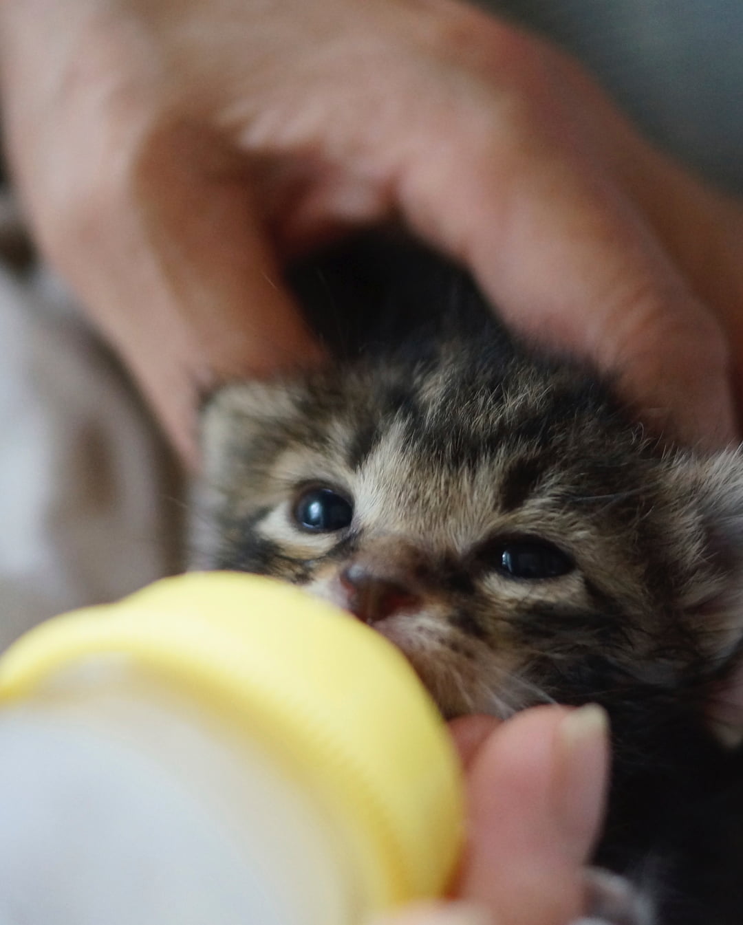 gatito Ichimi cuando bebé