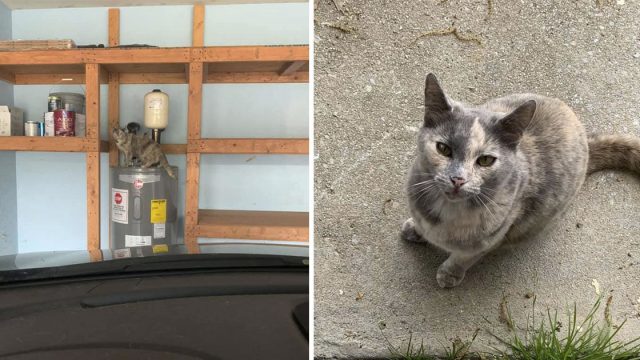 Mujer compra una casa y descubre que viene con gato incluido