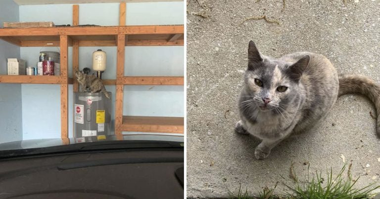 Mujer compra una casa y descubre que viene con gato incluido