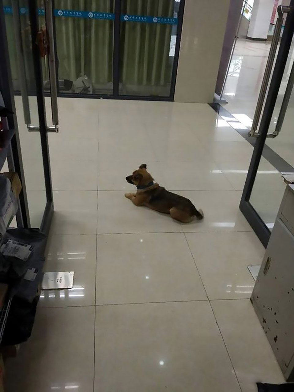 Perrito esperando dueño hospital