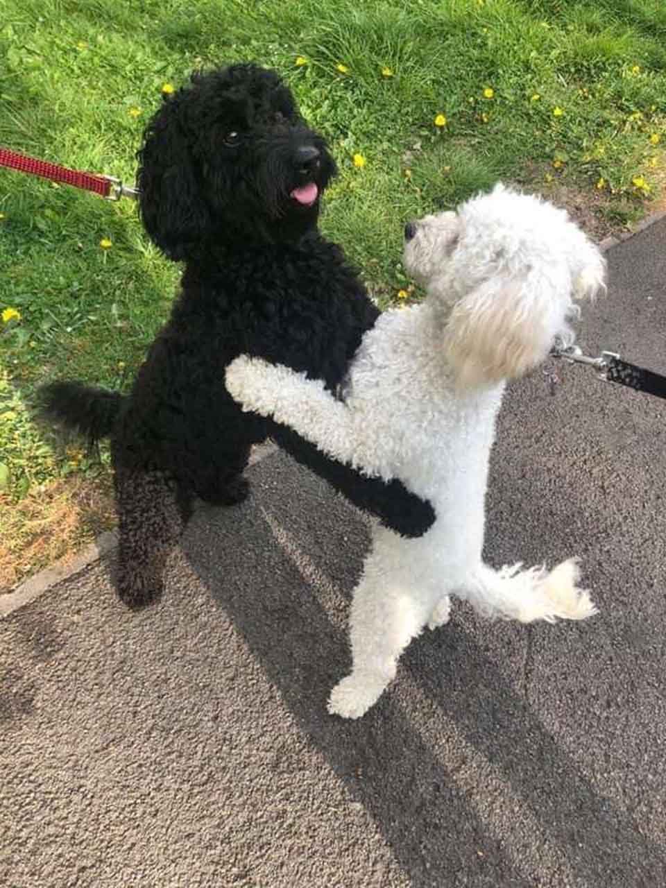 Perro blanco y perro negro
