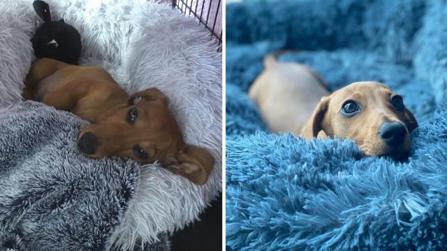 Perro corre a casa para meterse en la cama
