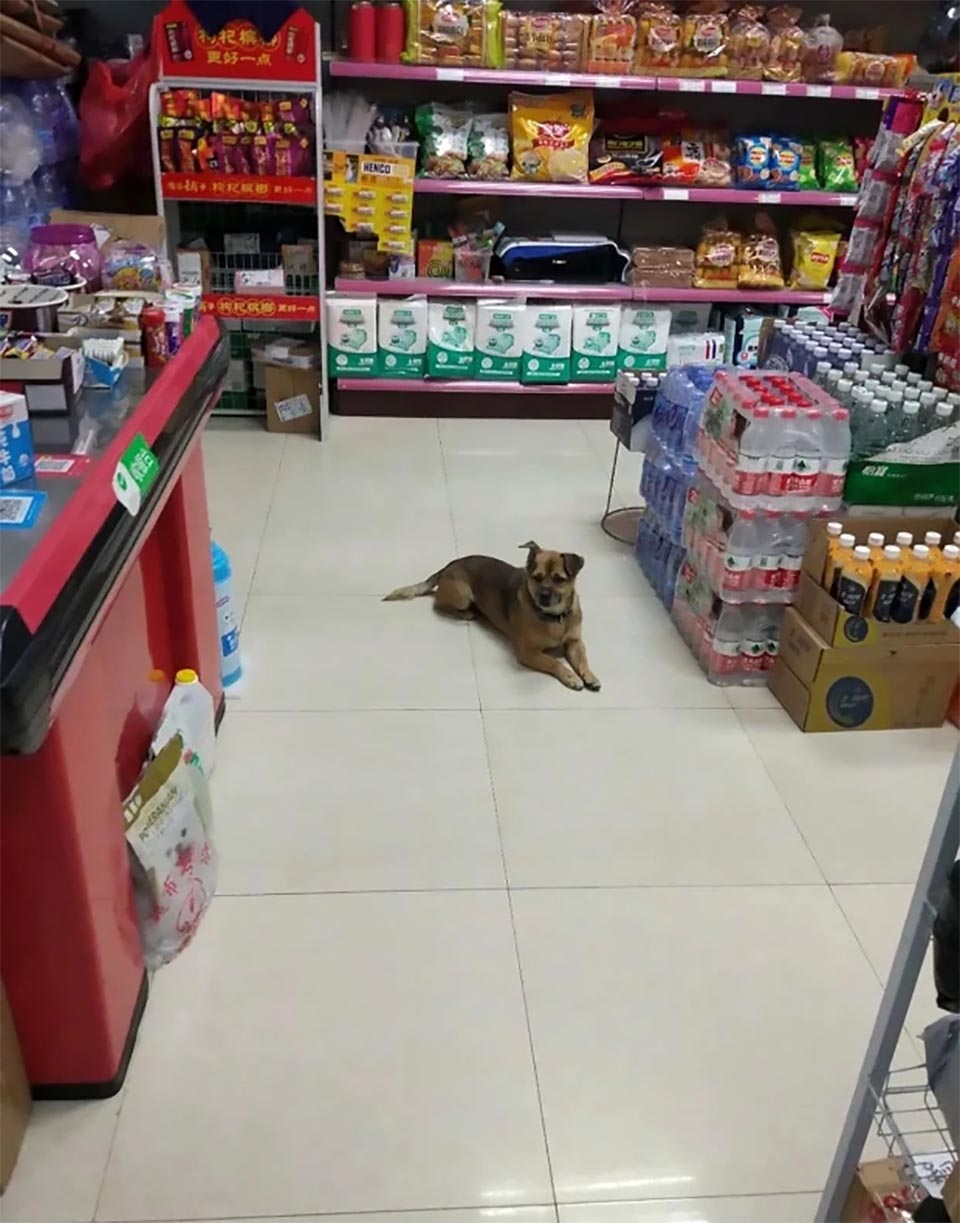 Perro esperando dueño Wuhan