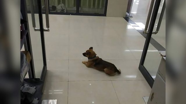 Perro fiel espera tres meses dueño hospital