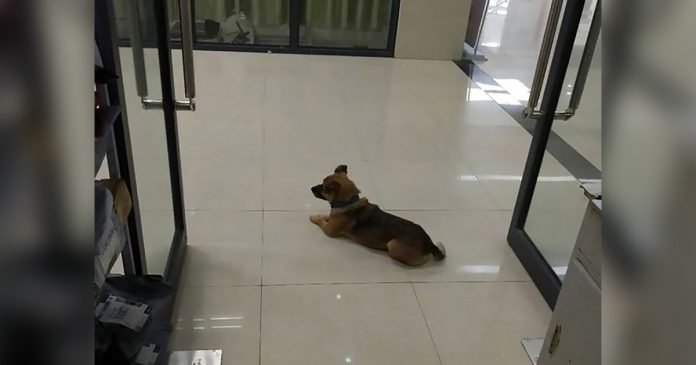 Perro fiel espera tres meses dueño hospital