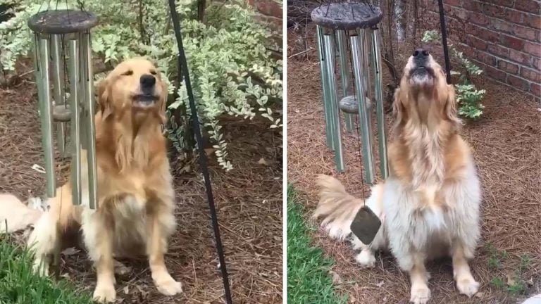 Perro toca las campanas de viento todos los días para poder cantar