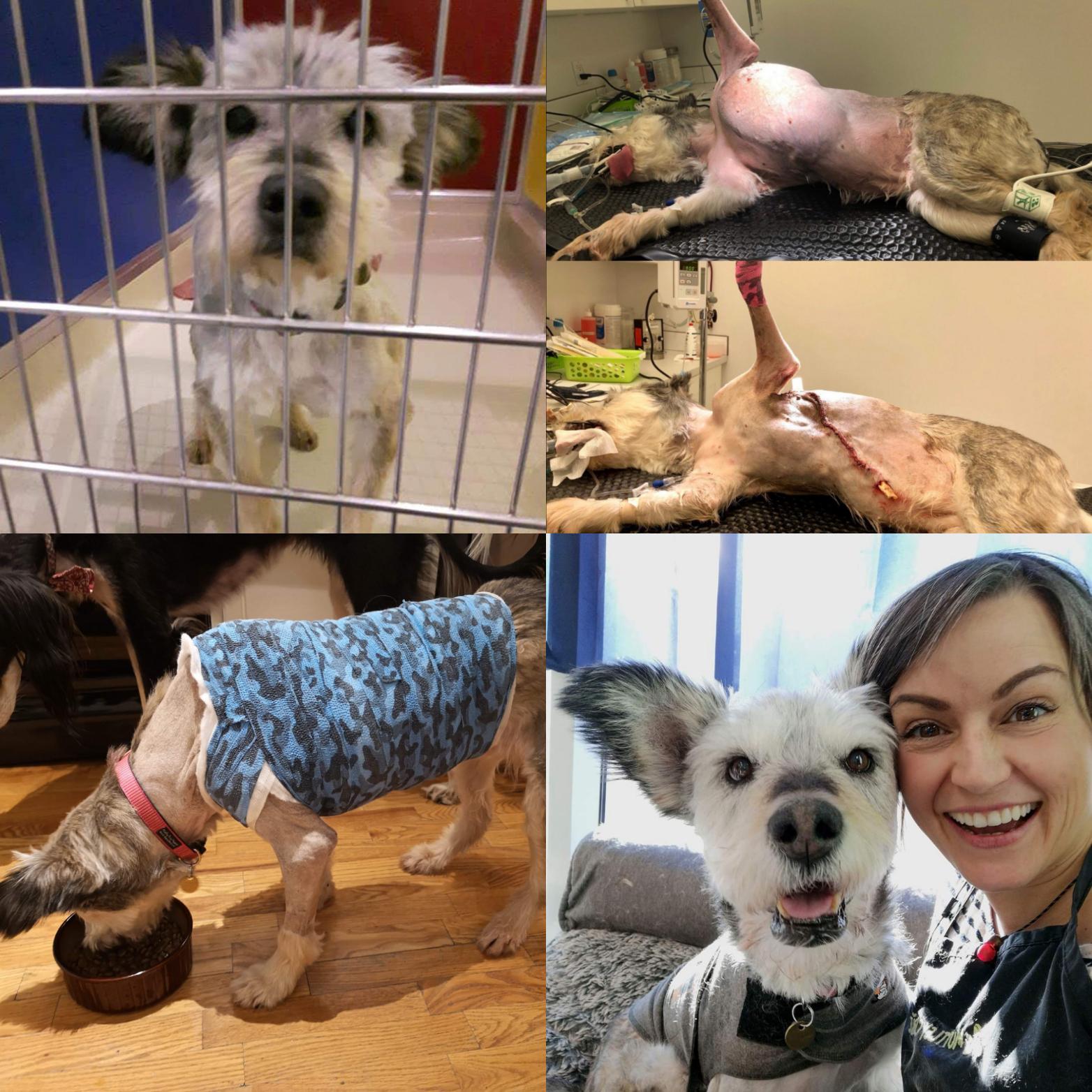 Perros antes y después de su adopción que les cambió la vida 10 Perros antes y después de su adopción les cambia la vida