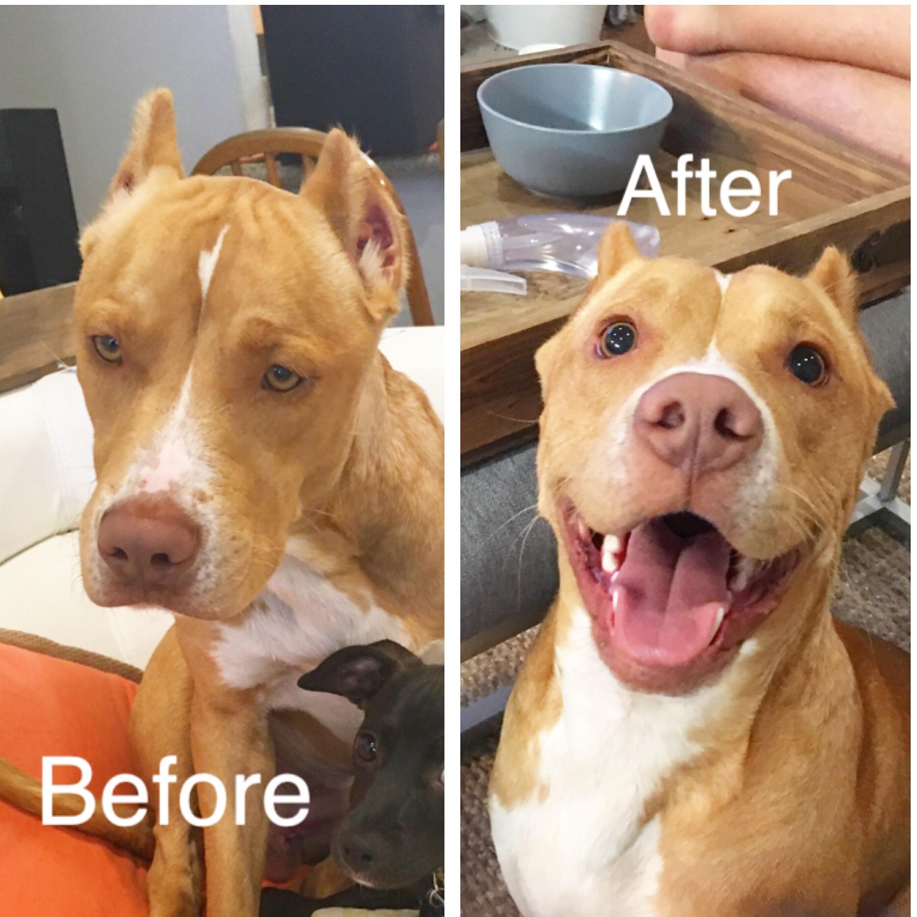 Perros antes y después de su adopción que les cambió la vida 8 Perros antes y después de su adopción que les cambia la vida