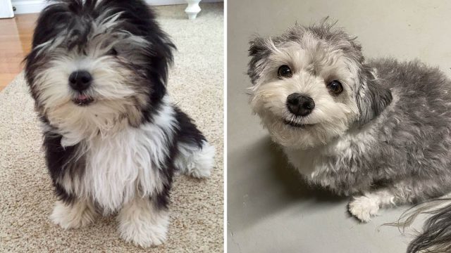Personas cuarentena intentan cortar pelo perros