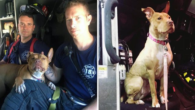 Pitbull rescatada adoptada por bomberos