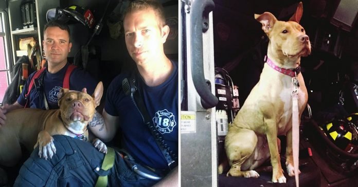 Pitbull rescatada adoptada por bomberos