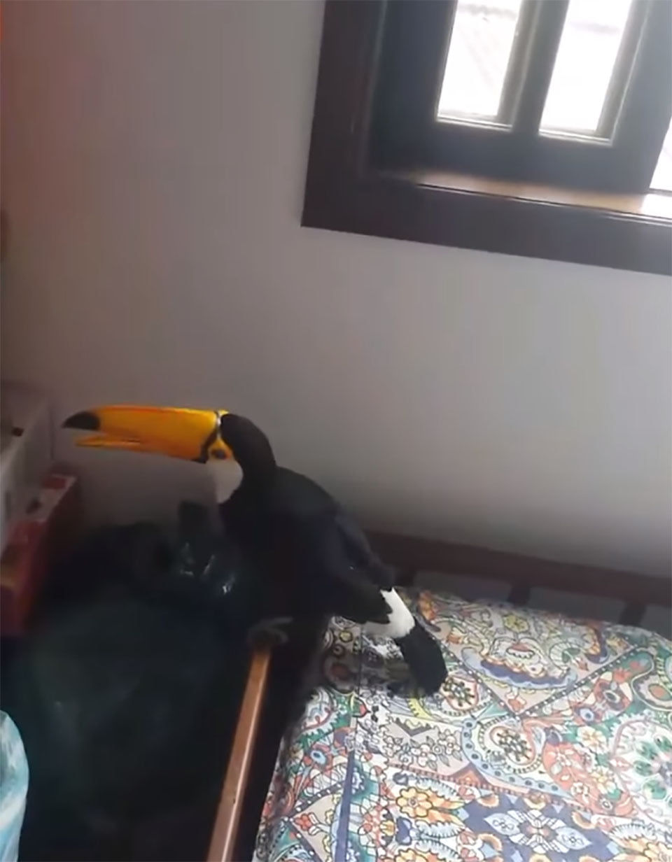 Tucán alegra chica