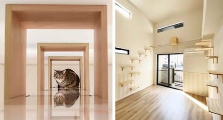 Apartamentos en Japón para solteros con gatos son perfectos para vivir con tu compañero