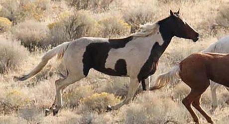 Caballo salvaje tiene las marcas más inusuales en su pelaje
