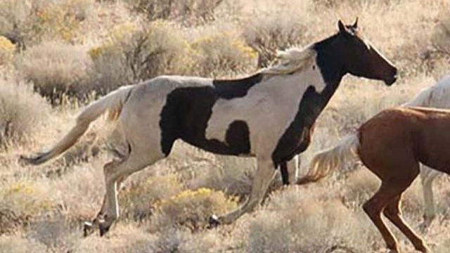 caballo salvaje con marcas únicas