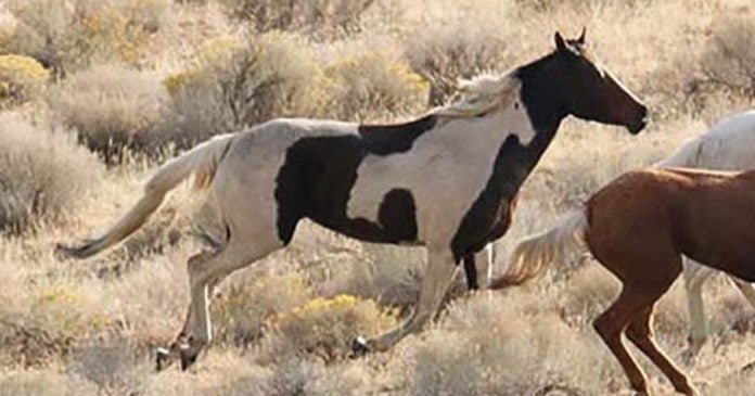 caballo salvaje con marcas únicas