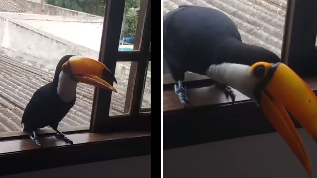 chica encuentra un Tucán