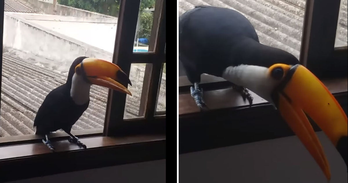 chica encuentra un Tucán