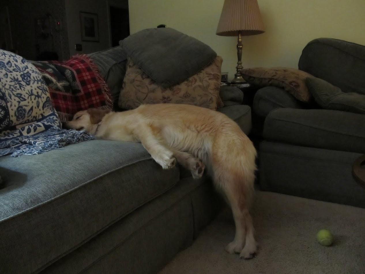Fotos que prueban que los perros pueden tomar una siesta en cualquier lugar 12 extrañas maneras de tomar la siesta