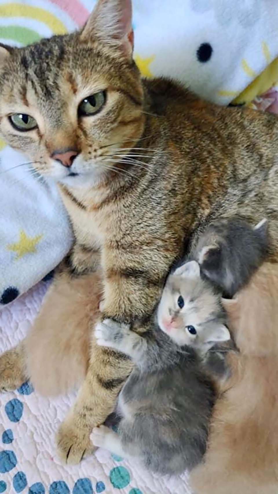 gata y sus pequeños