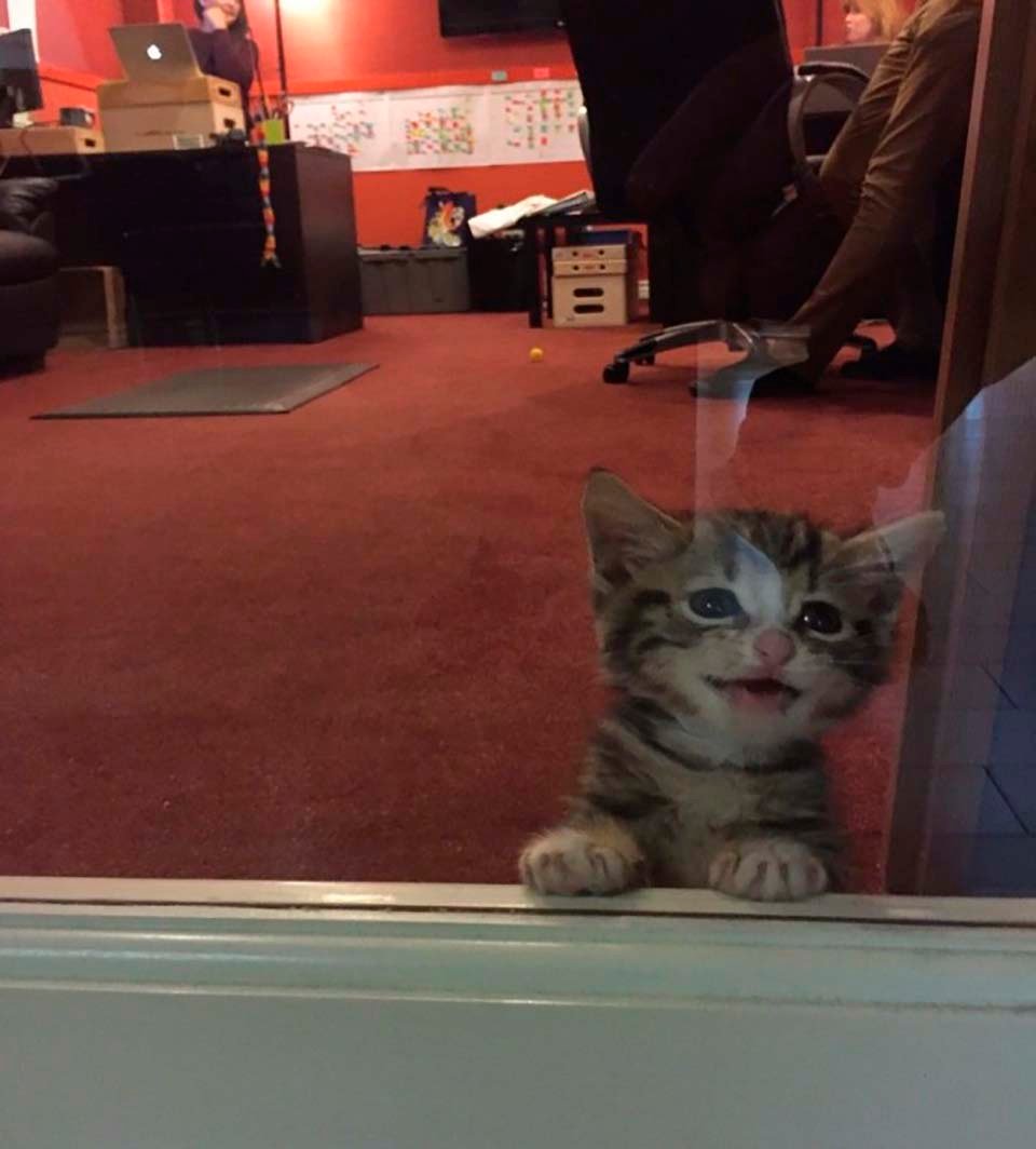 gatito en la ventana