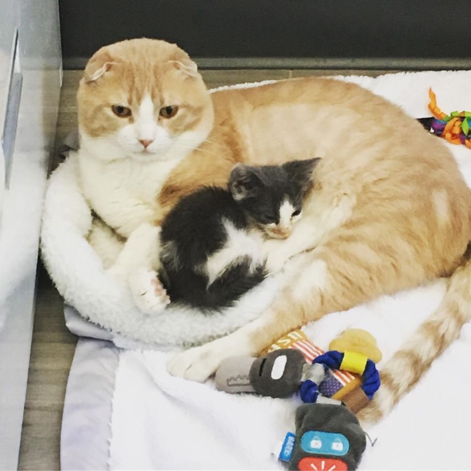 gato cuida gatito bebé