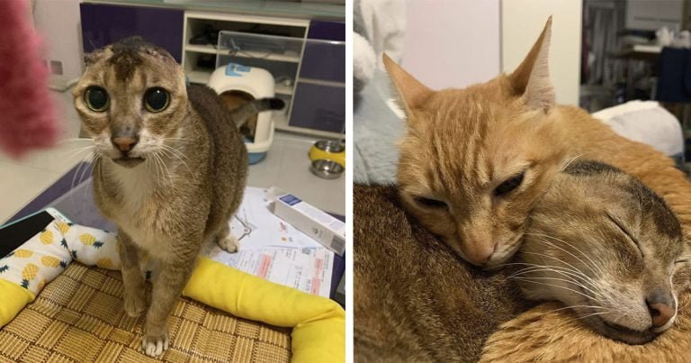 Gato que pierde sus orejas encuentra hogar.