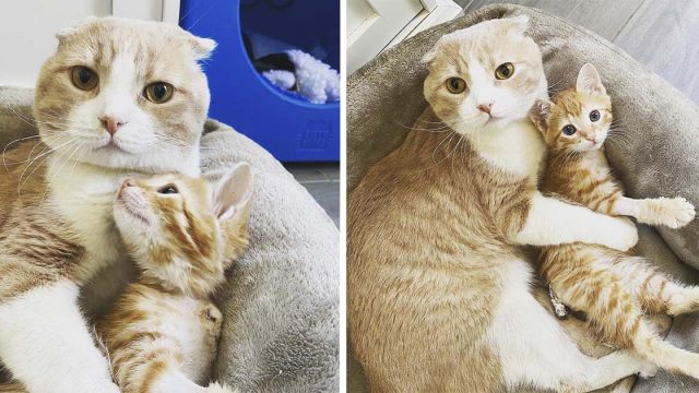 gato rescatado ayuda a otros gatitos en el veterinario