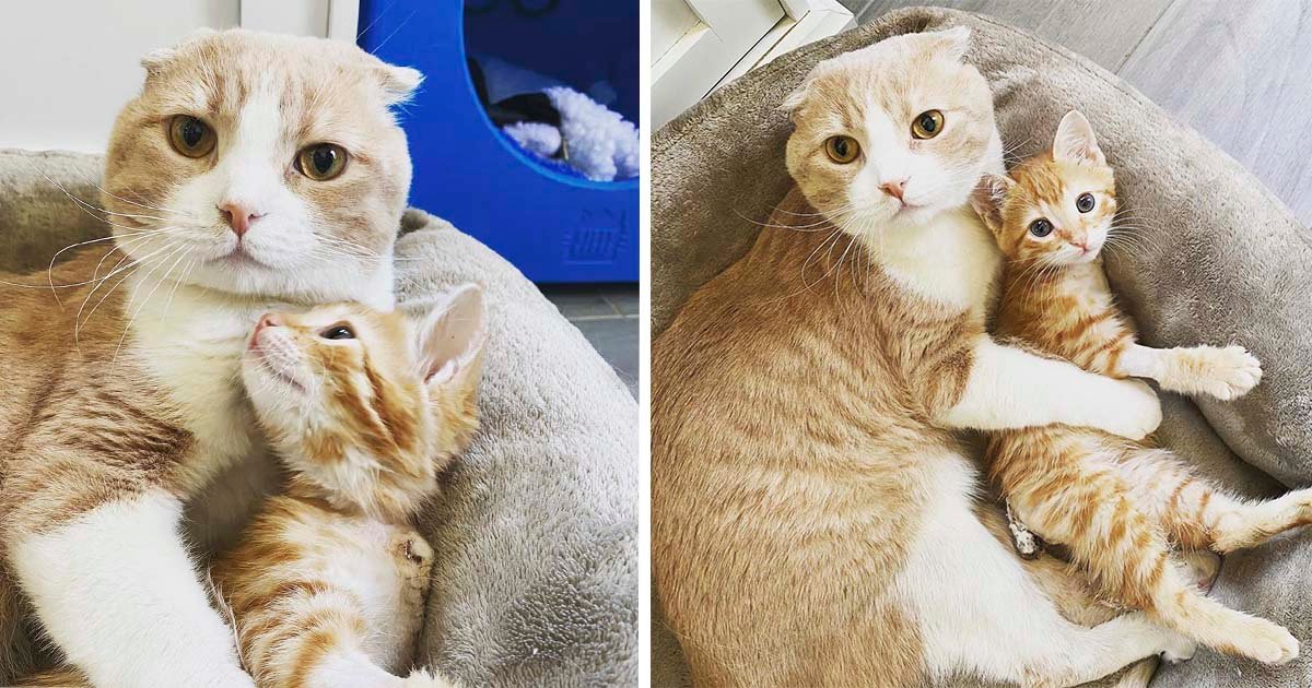 Gato rescatado ayuda a otros gatitos en el veterinario