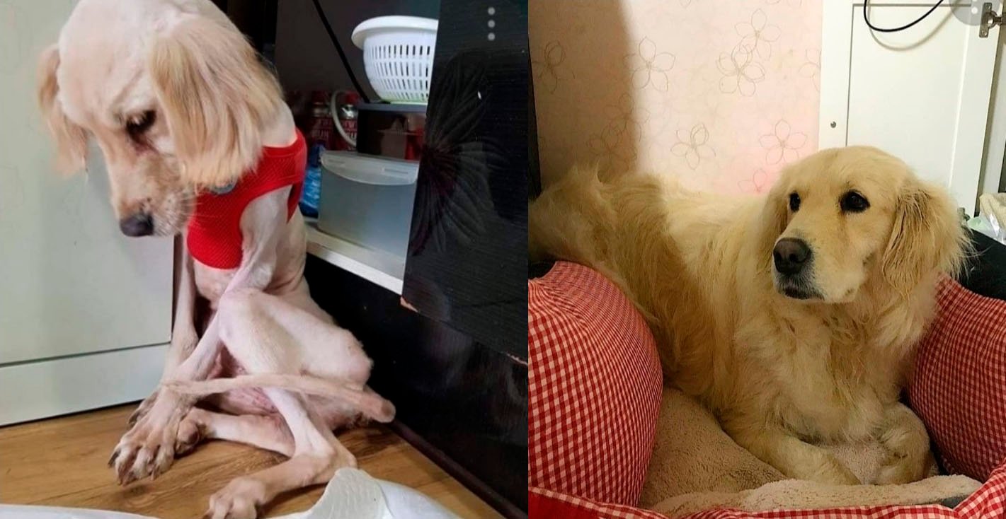 Perros antes y después de su adopción que les cambia la vida