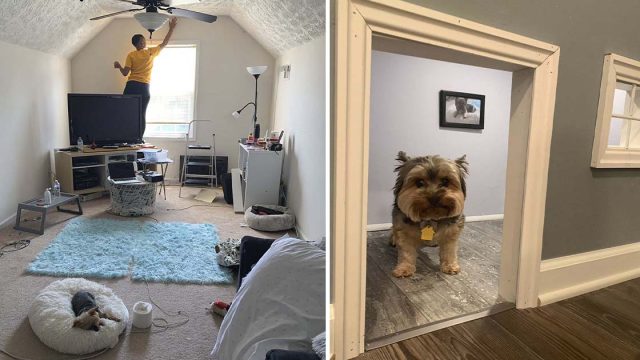 mujer convierte habitación en mini mansión para perros