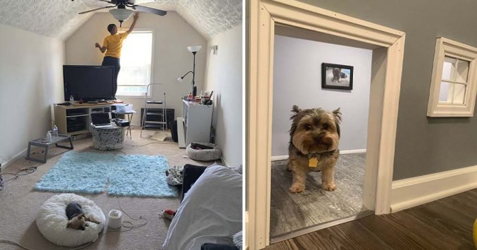 mujer convierte habitación en mini mansión para perros