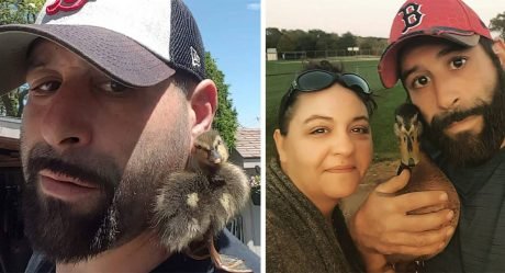 Pato rescatado de bebé siempre vuelve con el hombre que lo salvó