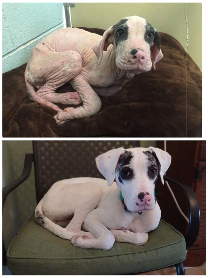 Perros antes y después de su adopción que les cambió la vida 7 pequeño cachorro rescatado en las calles