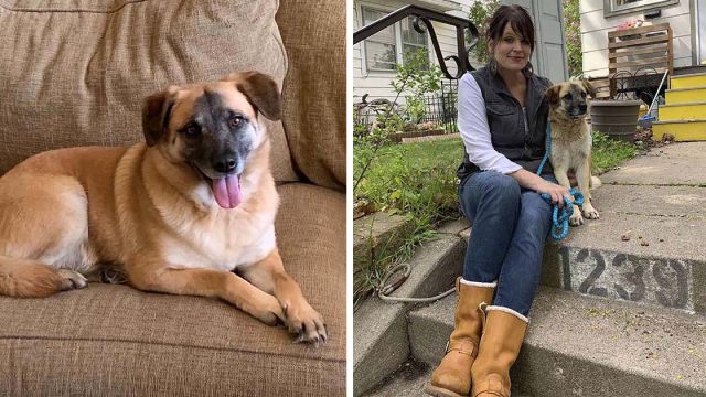 perrito viajó 40 millas