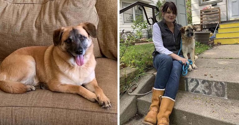 perrito viajó 40 millas