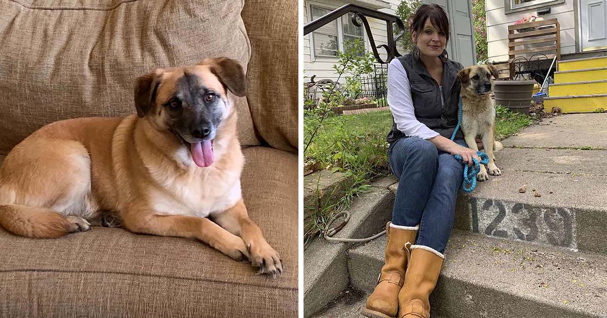perrito viajó 40 millas