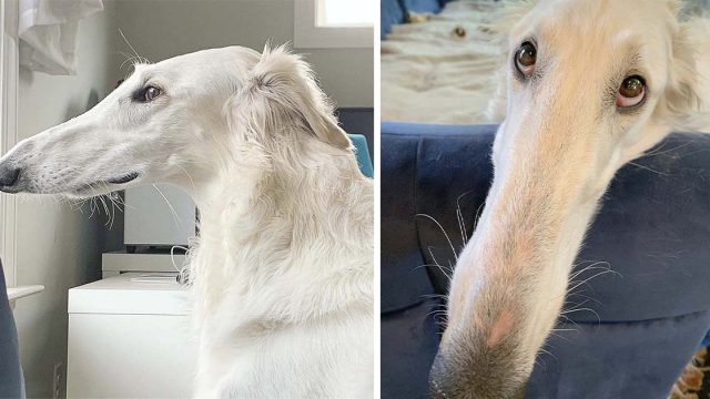 perro con enorme hocico enamora en Internet