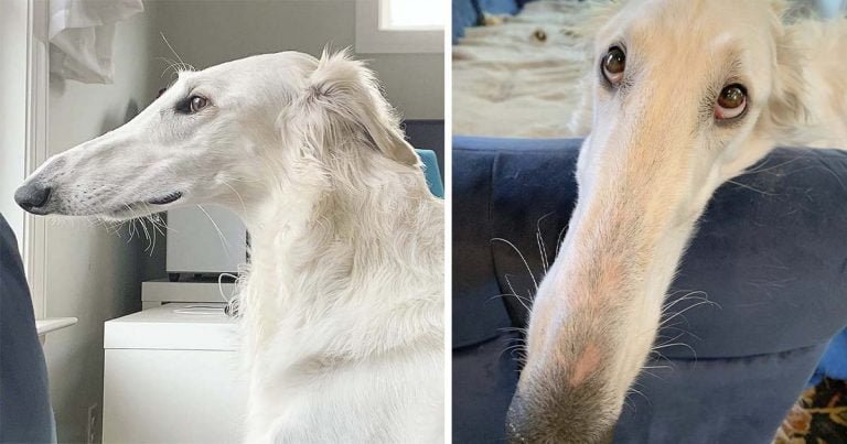 perro con enorme hocico enamora en Internet
