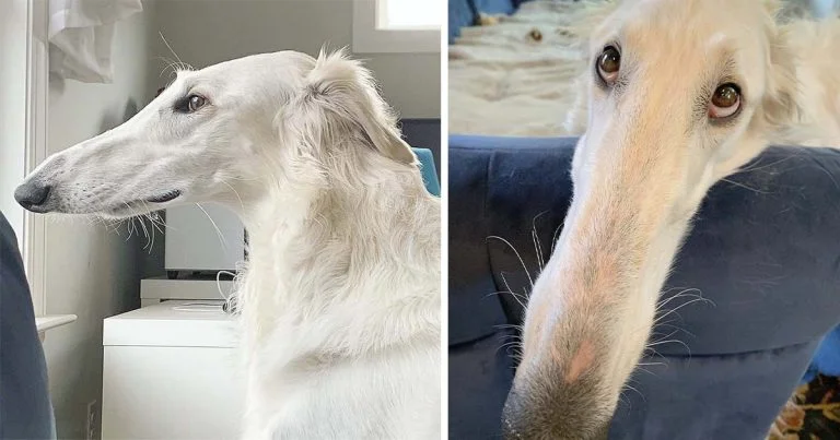 perro con enorme hocico enamora en Internet
