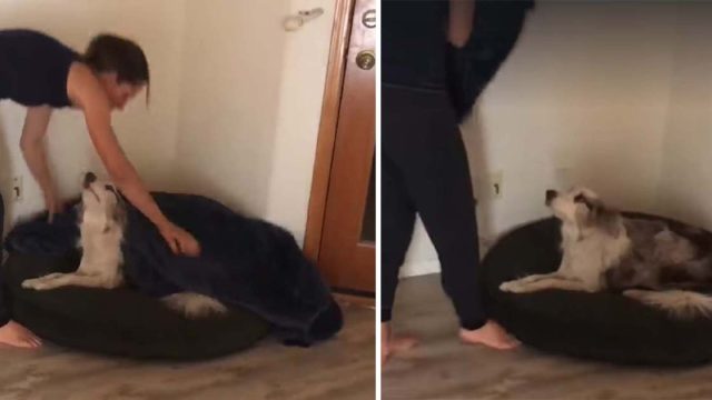perro no duerme a menos que mamá lo acueste