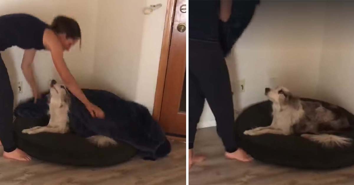 perro no duerme a menos que mamá lo acueste