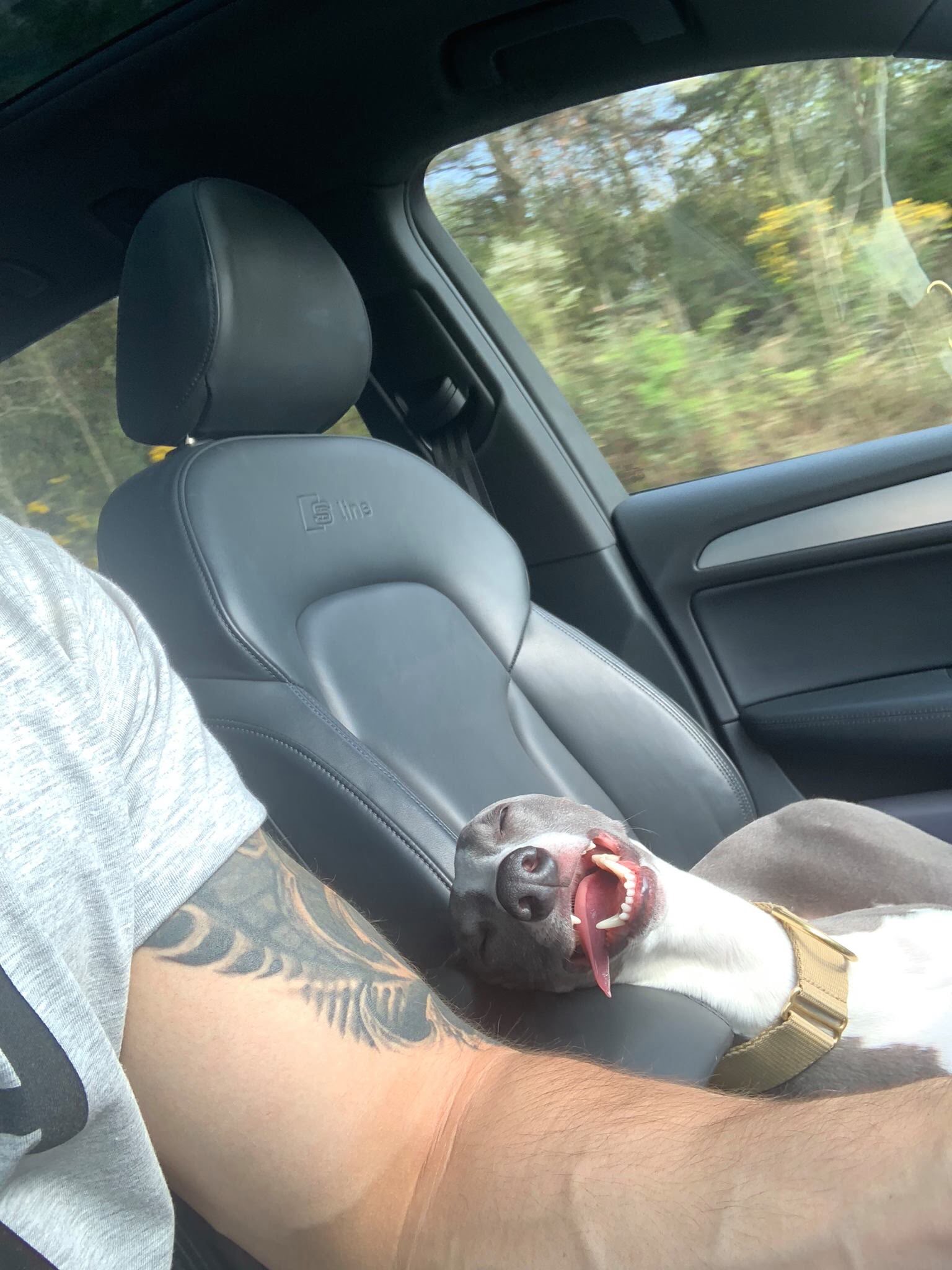Fotos que prueban que los perros pueden tomar una siesta en cualquier lugar 7 perro toma la siesta mientras papá conduce