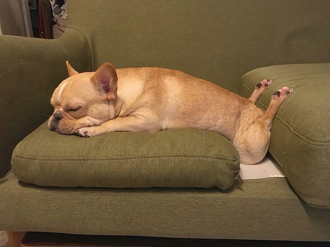 Fotos que prueban que los perros pueden tomar una siesta en cualquier lugar 9 perros tomando extrañas siestas