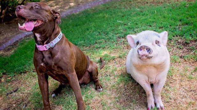 Adorable cerdo y pitbull encuentran un hogar