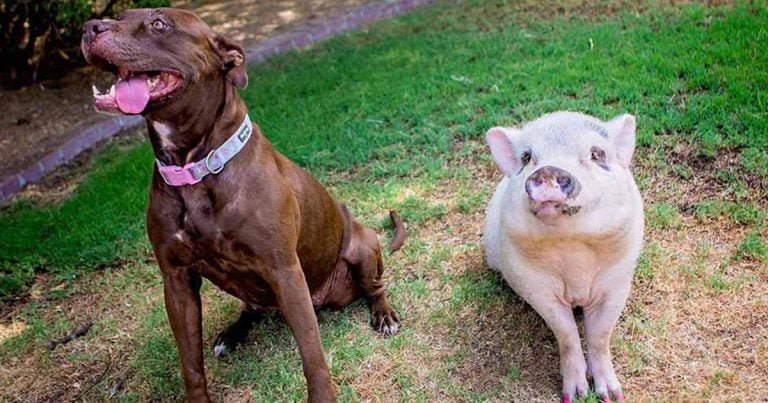 Adorable cerdo y pitbull encuentran un hogar